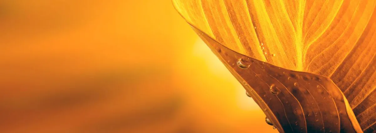 صورة للمطر الخفيف