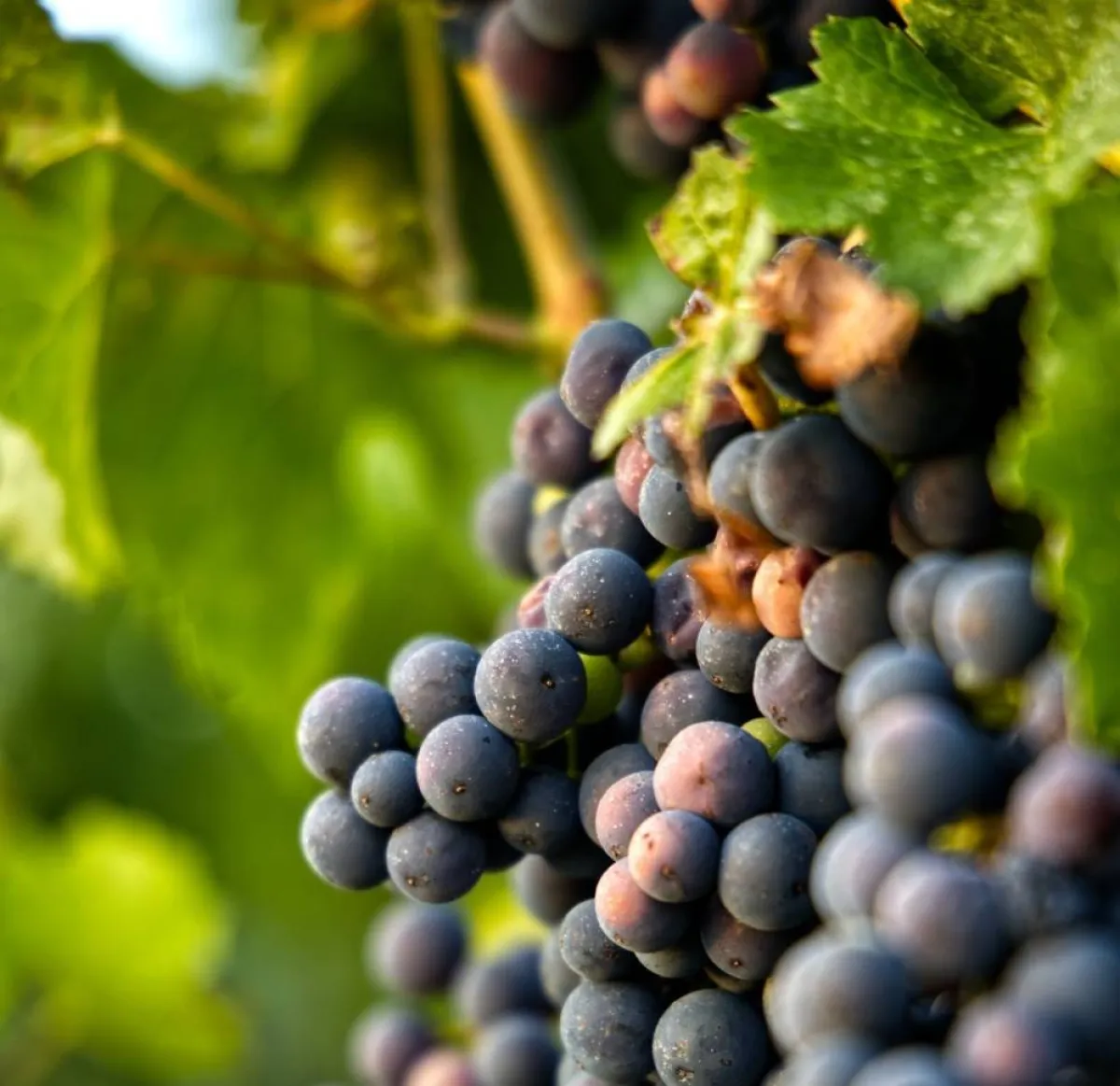 صورة للعنب الأسود