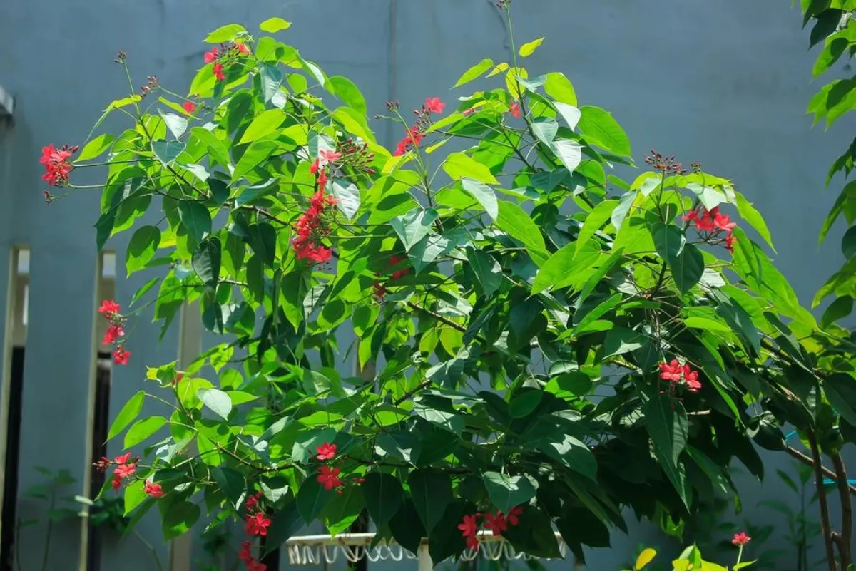 "البنتاس" نبات يُعرف أيضًا باسم "زهرة النجمة" 