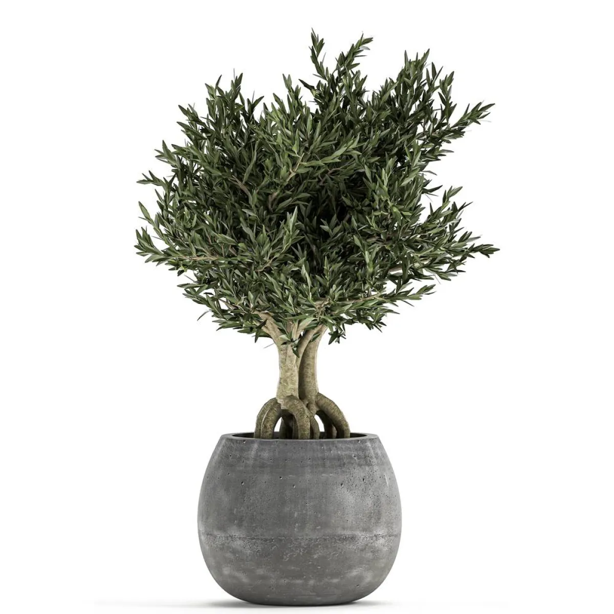 شجرة الزيتون