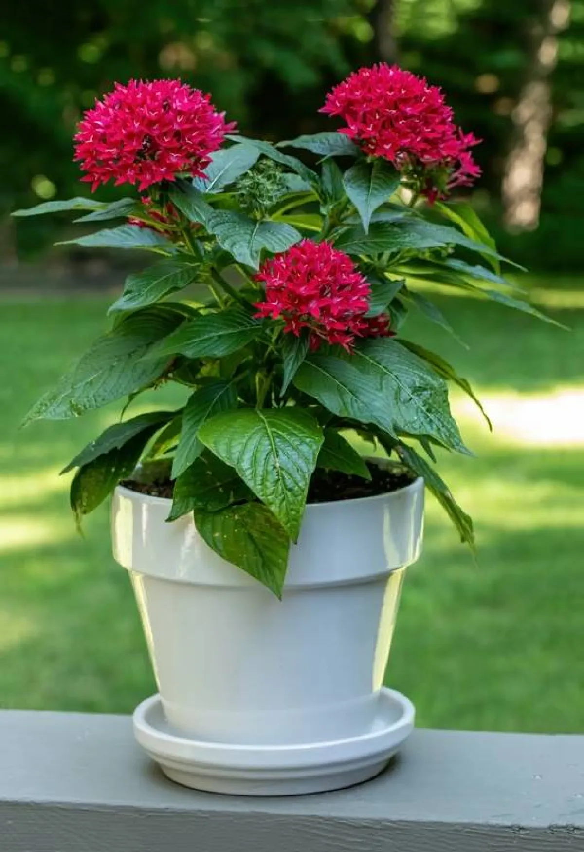 نبات "البنتاس" يتوافر حسب أنواع كثيرة