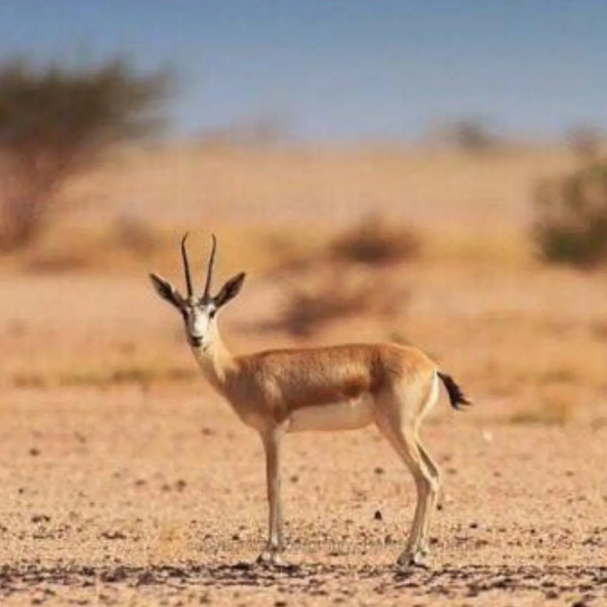  صورة تظهر حيوان المهاة- مصدر الصورة حساب مشاريع السعودية الرسمي على تويتر