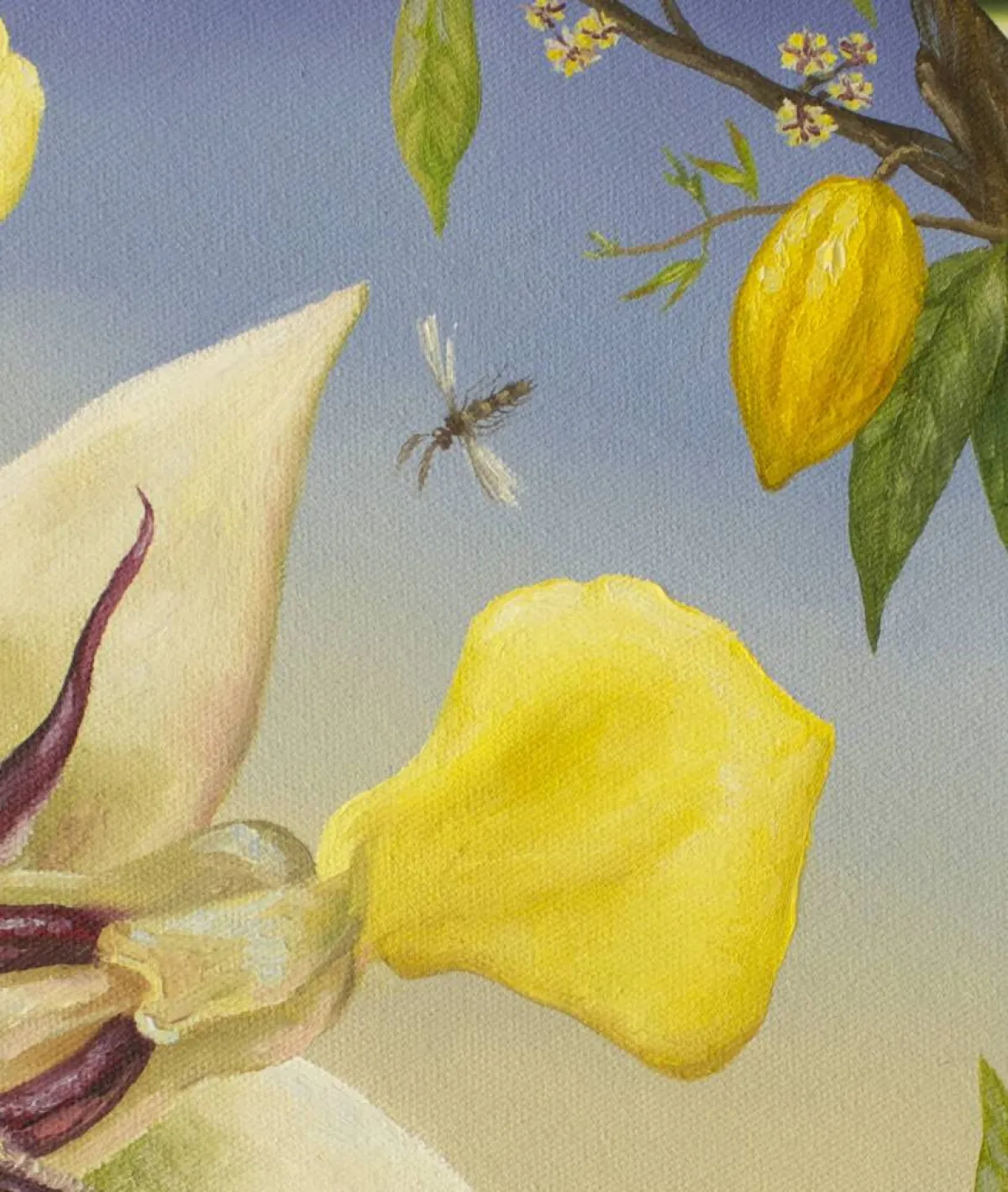 نداء زهرة الكاكاو "من أعمال ألونسا غيفارا"