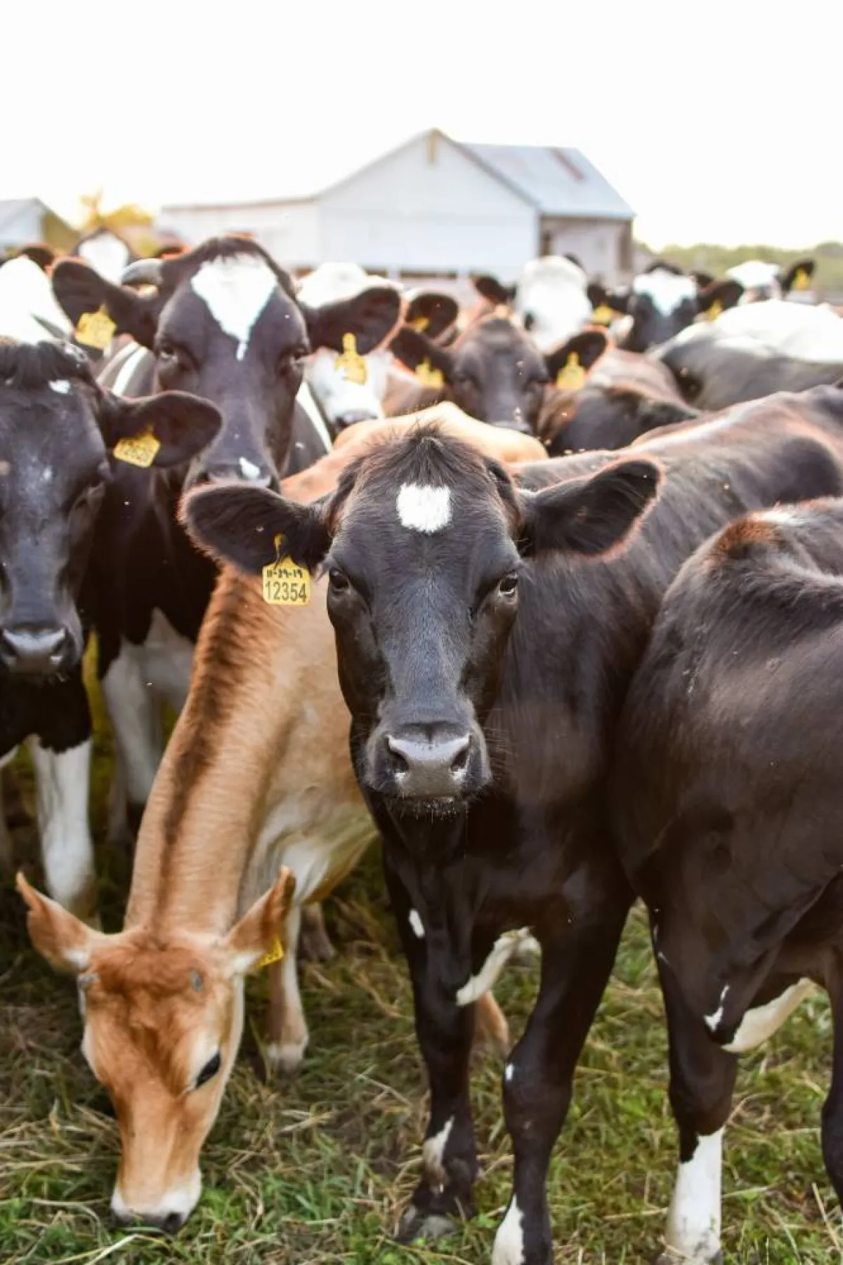 ما الذي يفسد الأضحية؟