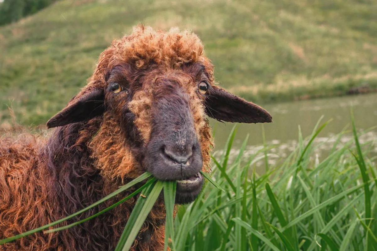 ما الذي يفسد الأضحية؟