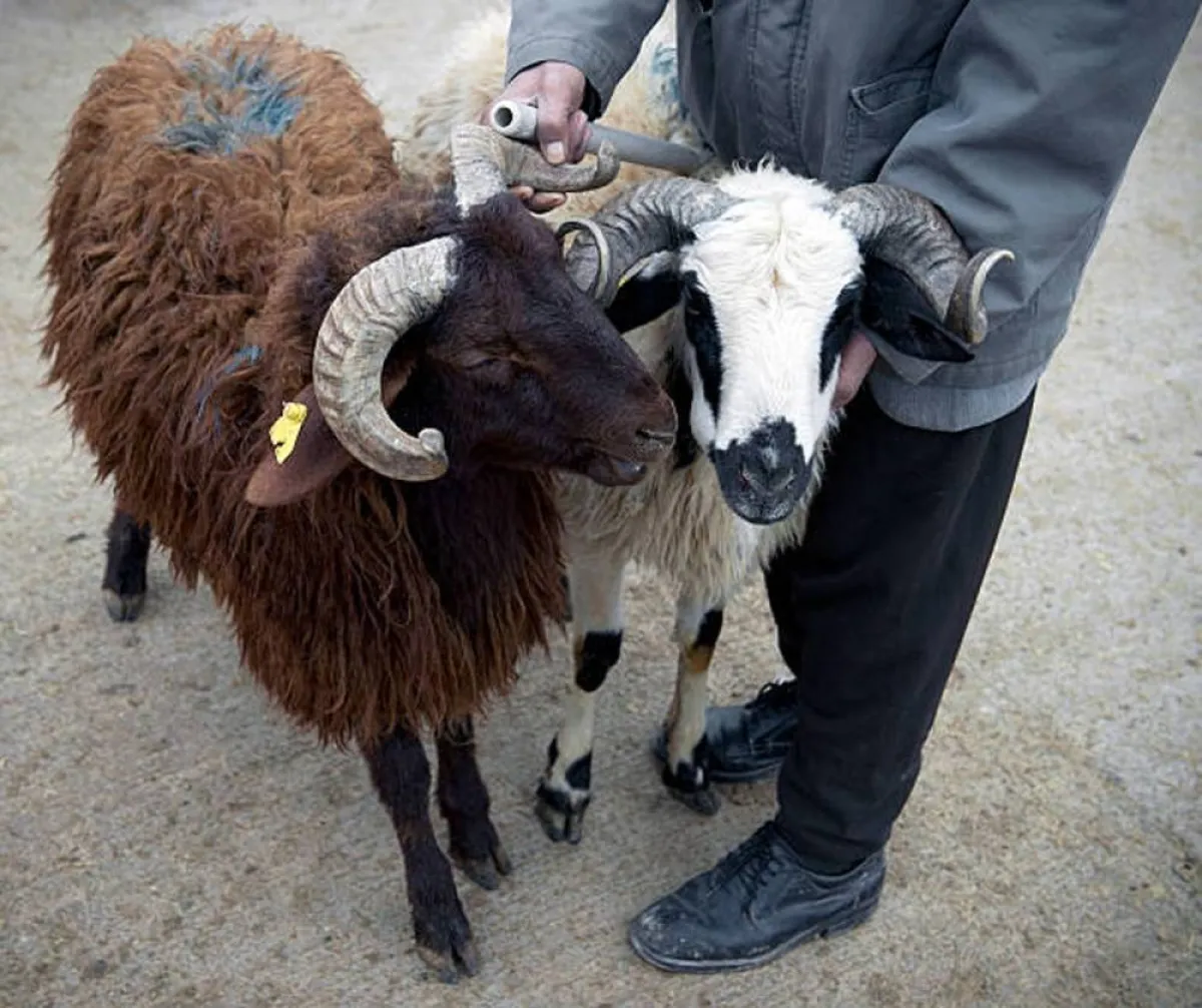 أفضل أوقات الأضحية