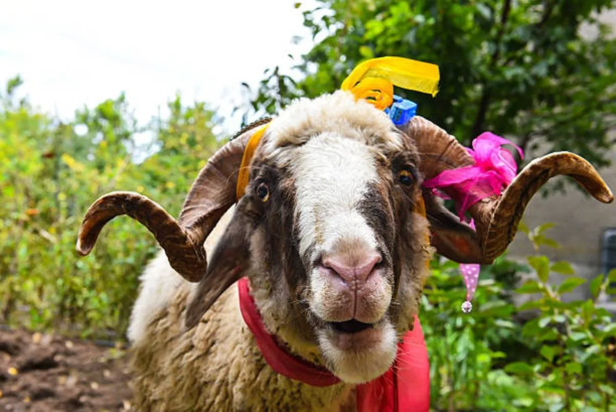 أفضل أوقات الأضحية