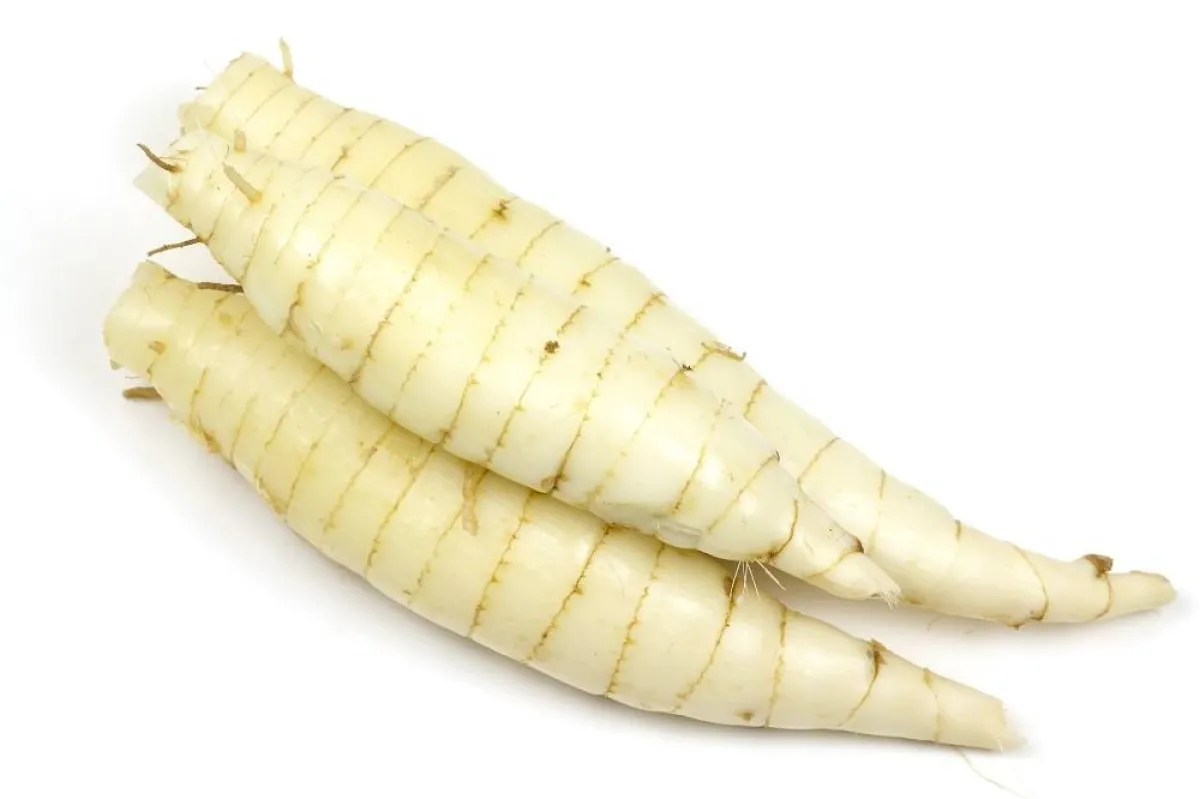 جذور الأروروت