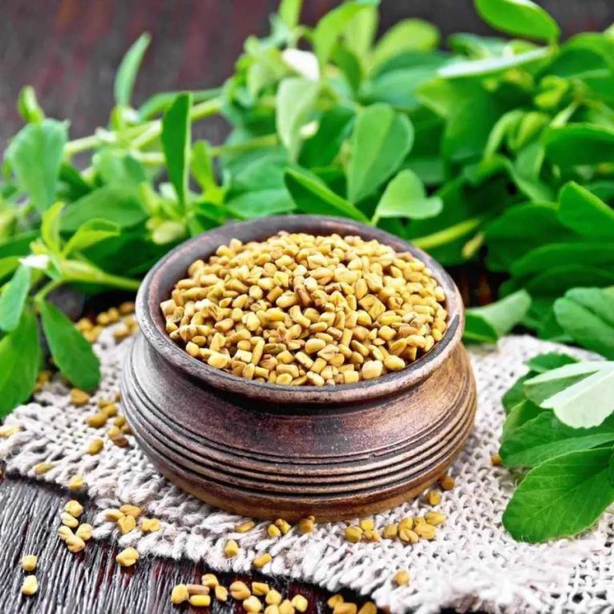 صورة لبذور الحلبة التي تثاقل بالذهب