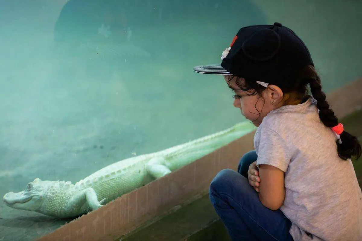 التمساح الأبيض يلفت الأنظار