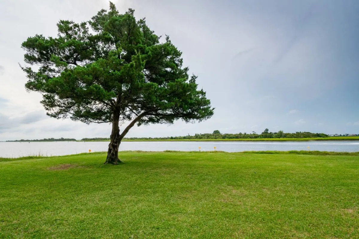 صورة للعشب الأخضر