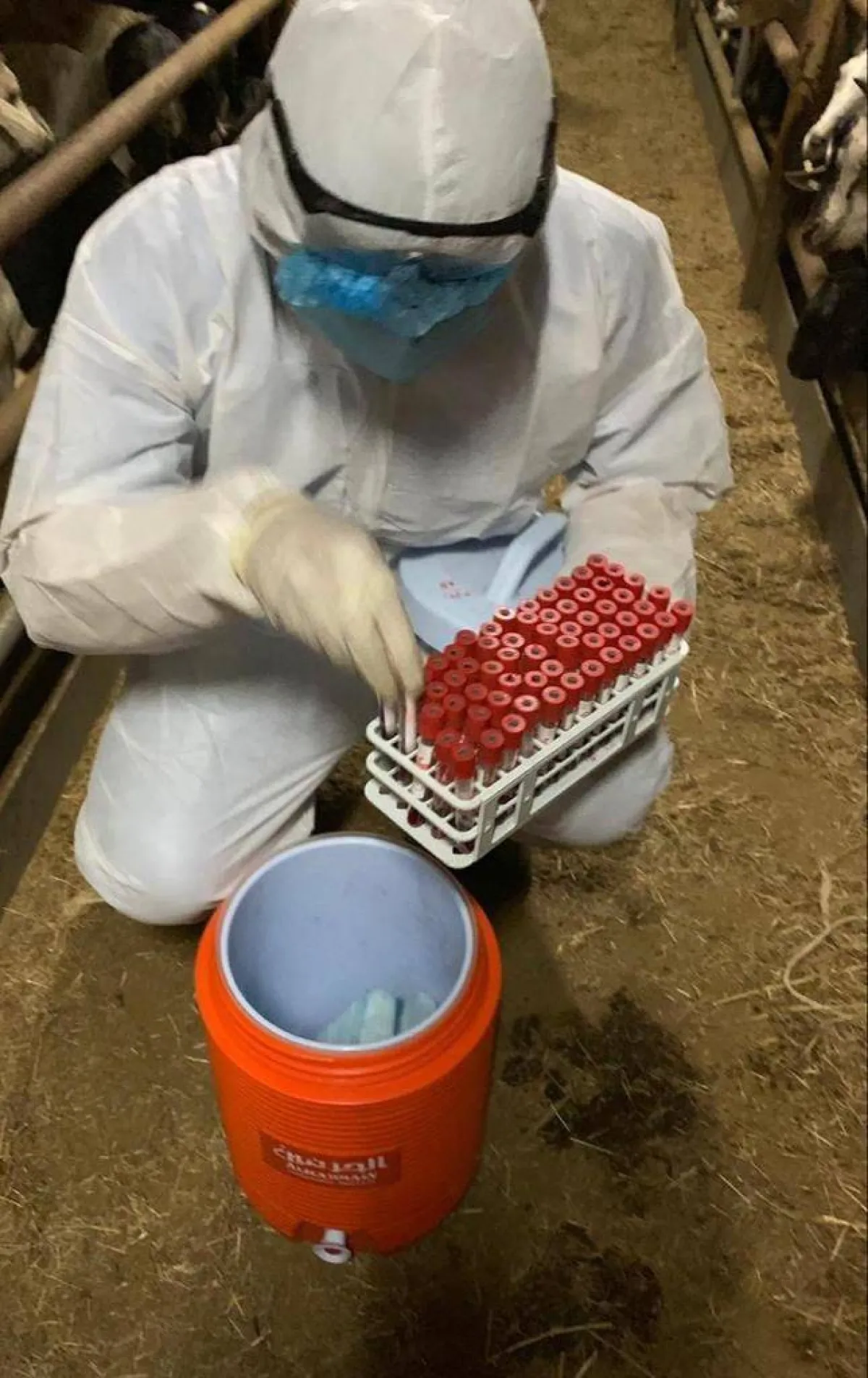 اثناء اخذ العينات