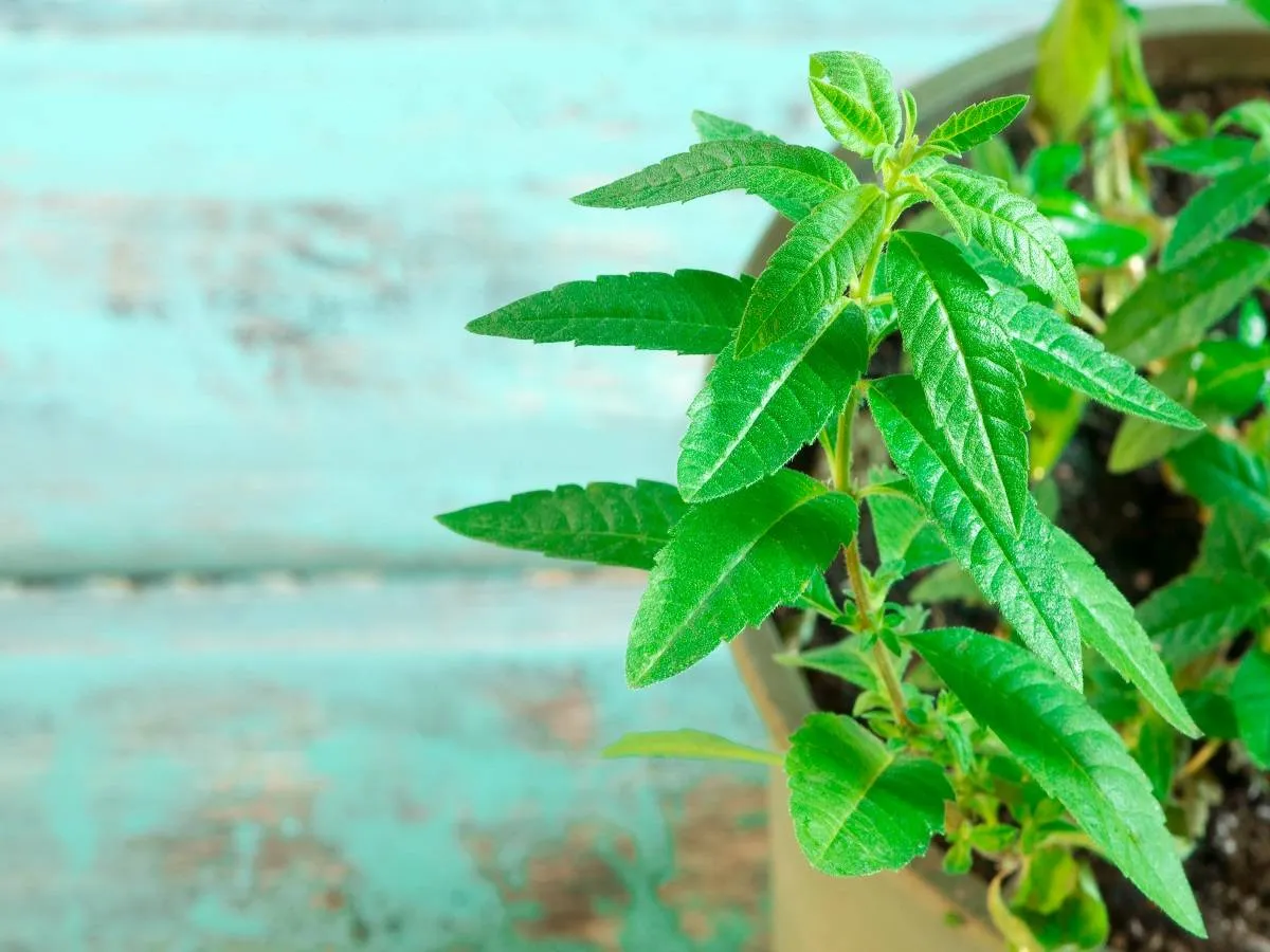 صورة لعشبة اللويزة