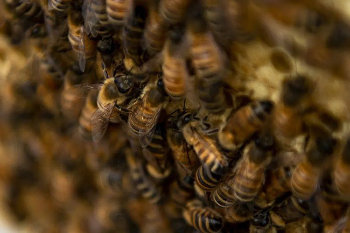 إزالة 6 آلاف نحلة من ثقب جدار منزل في ولاية أمريكية - الصورة من موقع بن لايف