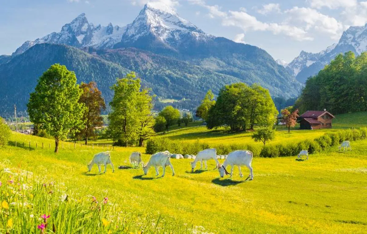 زيادة إنتاج حليب الماعز