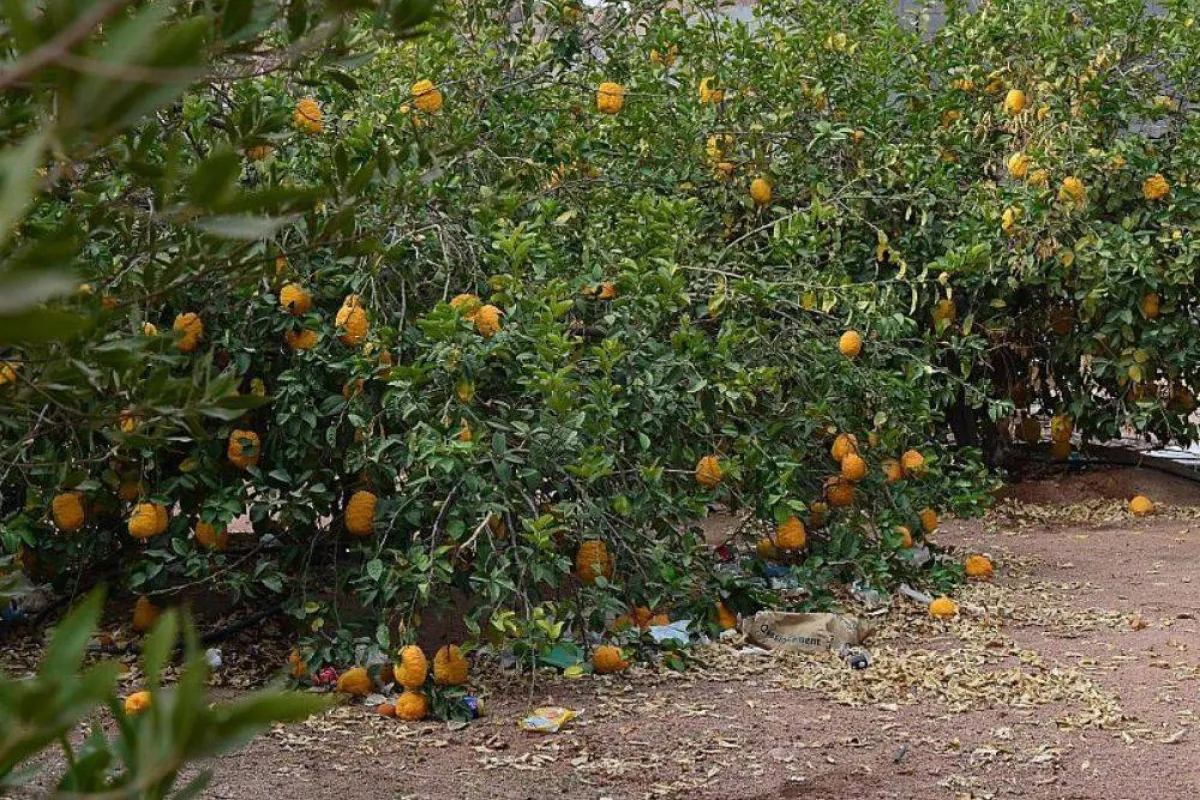 تظهر الصورة بعض الفاكهة الموجودة في قرية عقدة السياحية، مصدر الصورة وكالة الأنباء السعودية واس