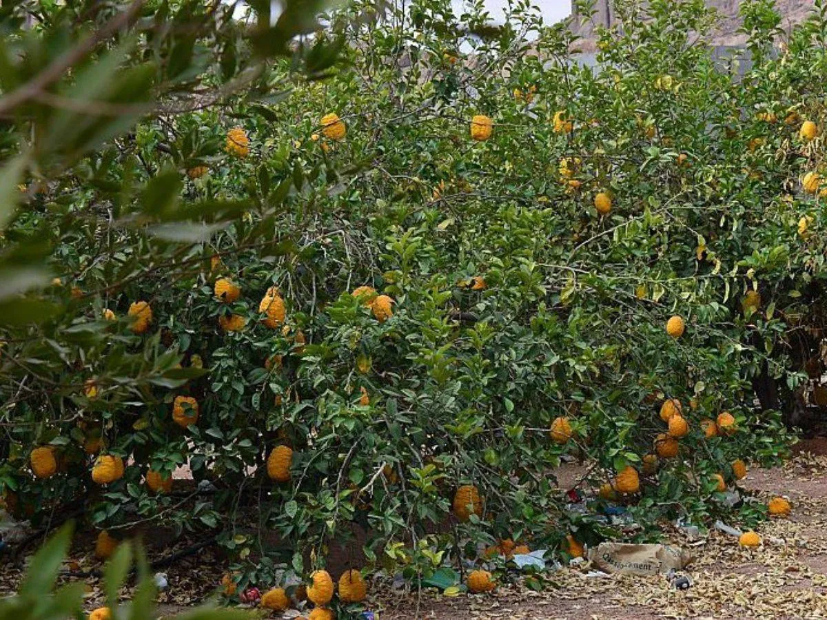 تظهر الصورة بعض الفاكهة الموجودة في قرية عقدة السياحية، مصدر الصورة وكالة الأنباء السعودية واس