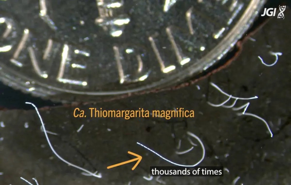 اكتشاف مذهل لأكبر بكتيريا في العالم تُرى بالعين المجردة