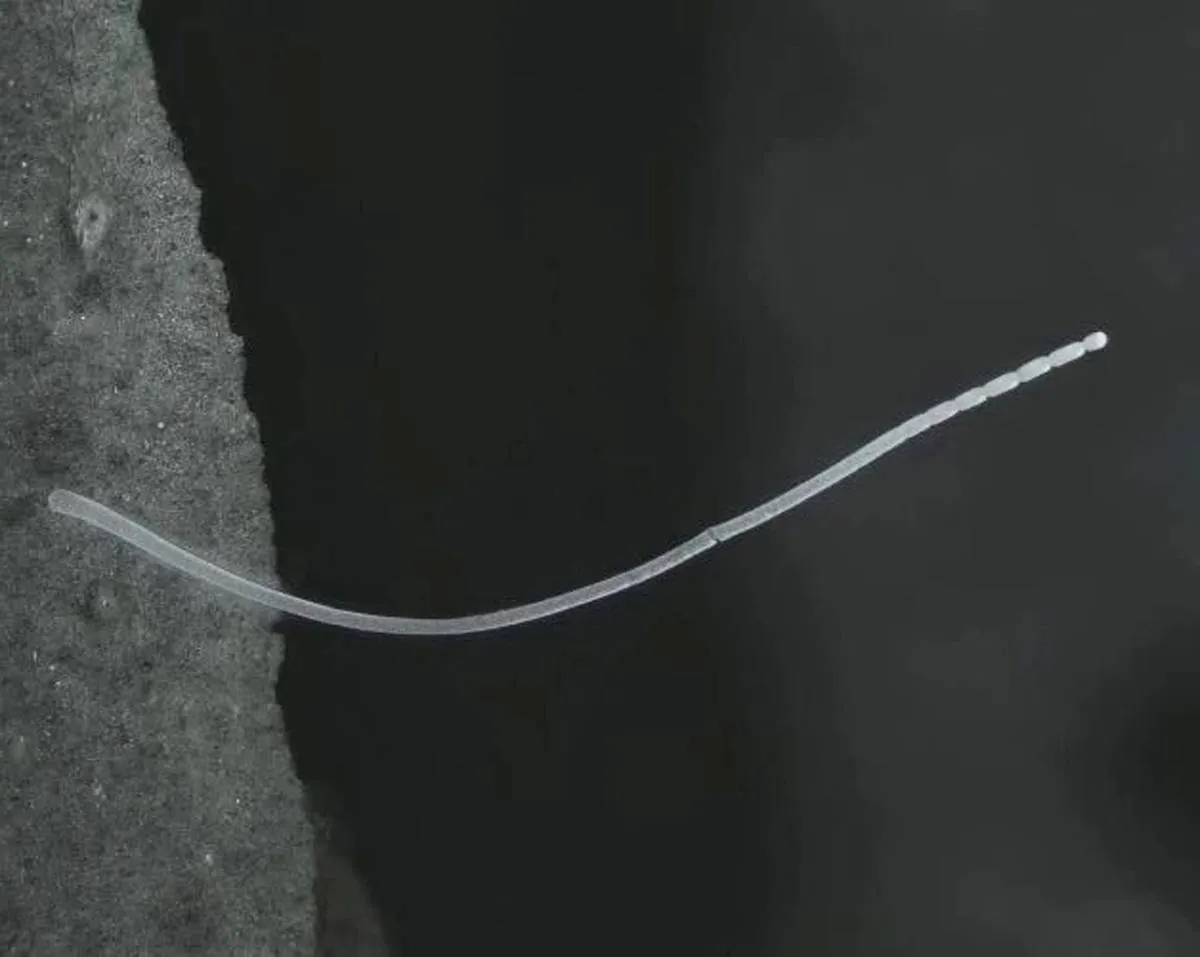 اكتشاف مذهل لأكبر بكتيريا في العالم تُرى بالعين المجردة