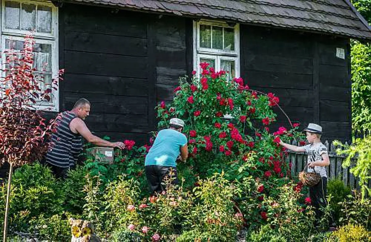 تجميع الورود