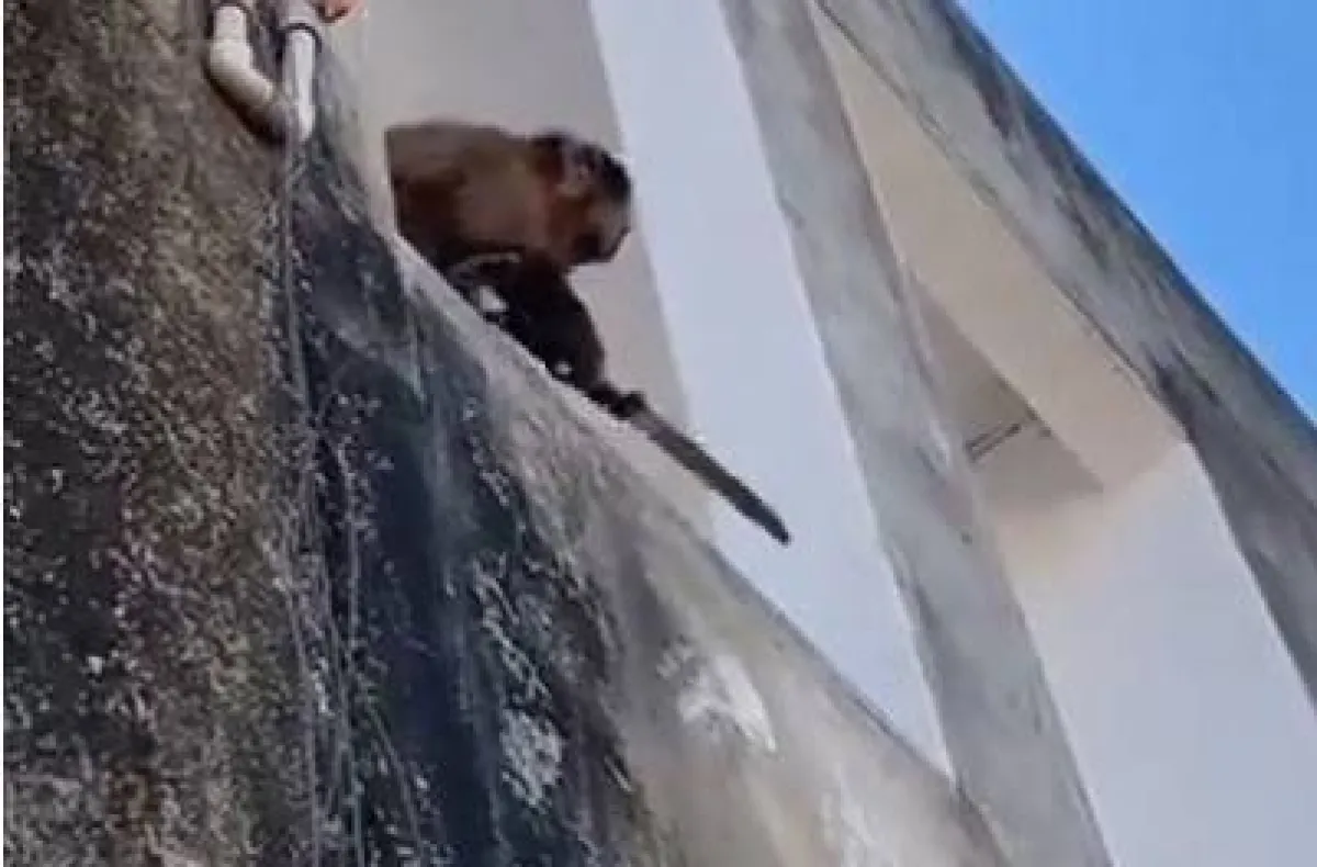 قرد يحمل سكينا