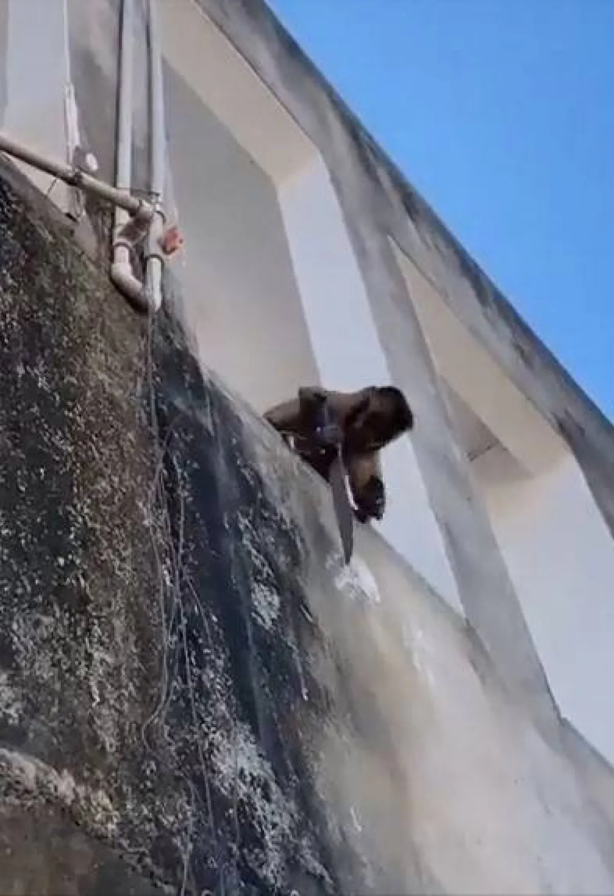 قرد يحمل سكينا