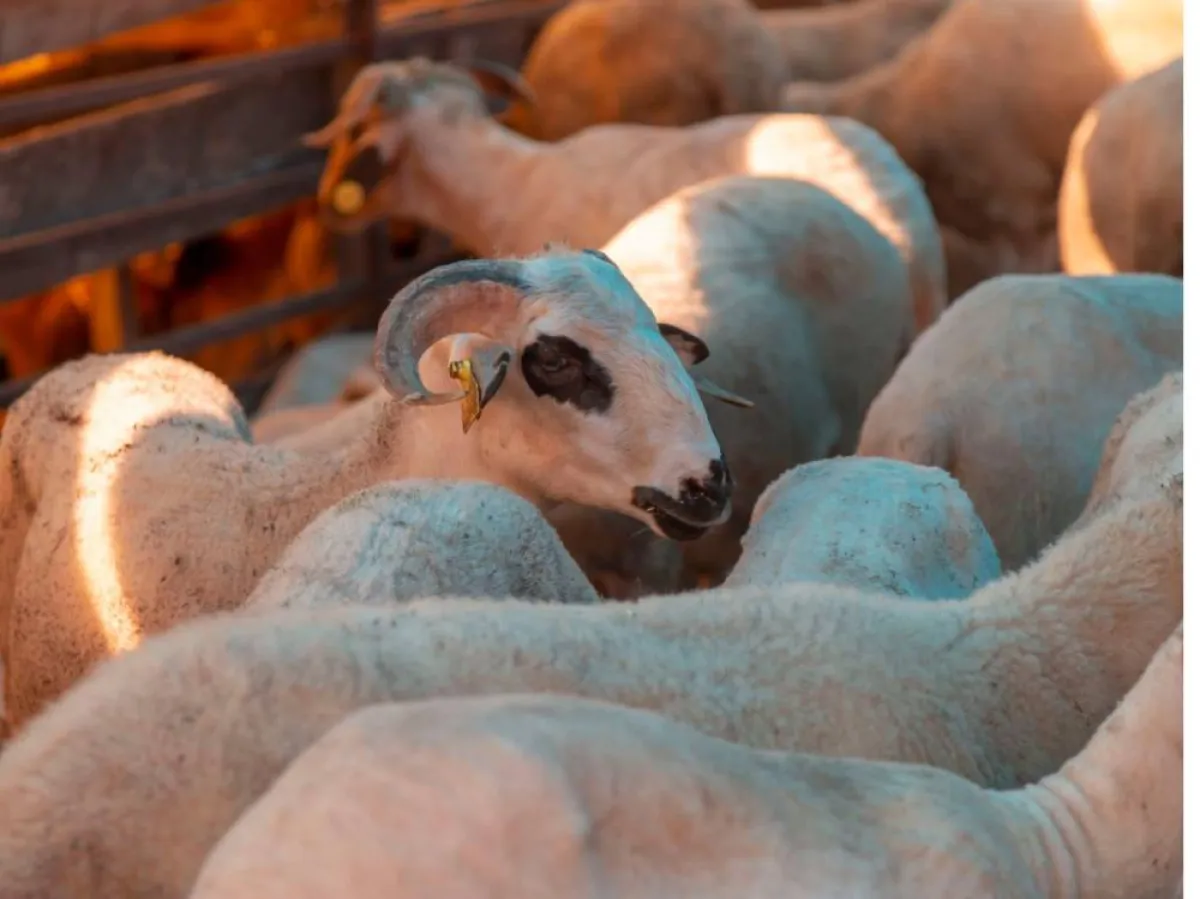 أفضل أوقات الأضحية