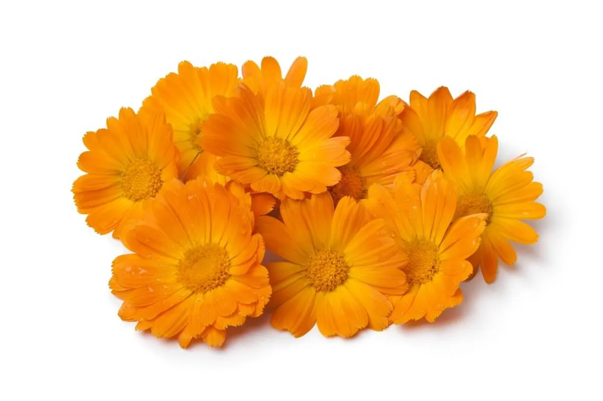 زهرة الآذريون