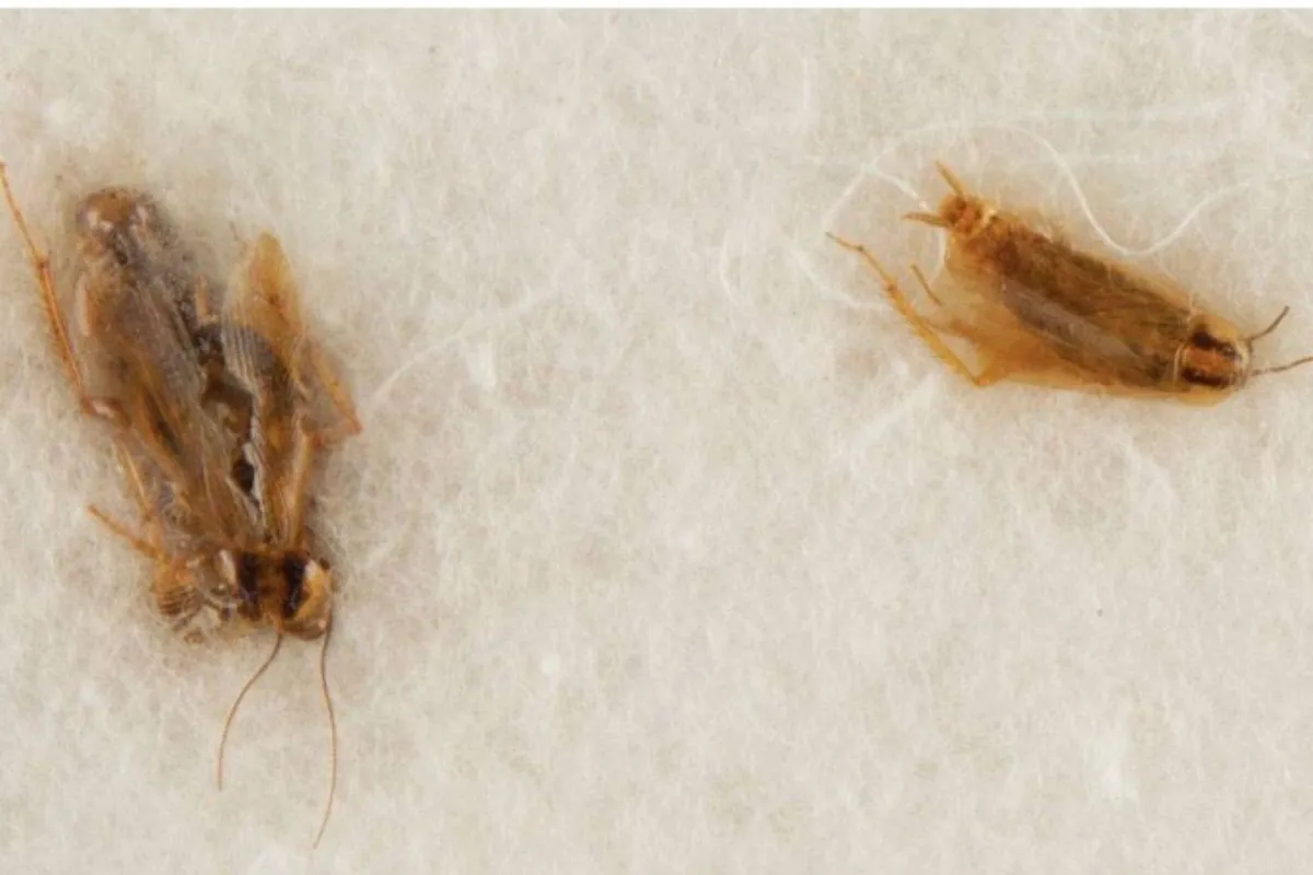 صراصير ناسا