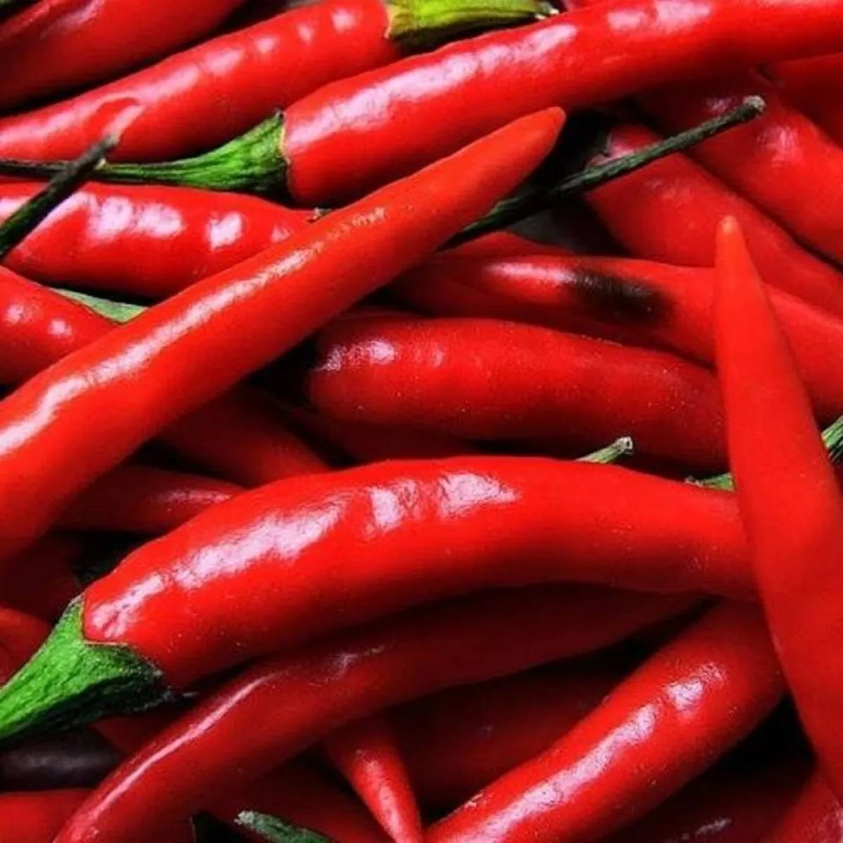 صورة لعدد من القرون الحمراء