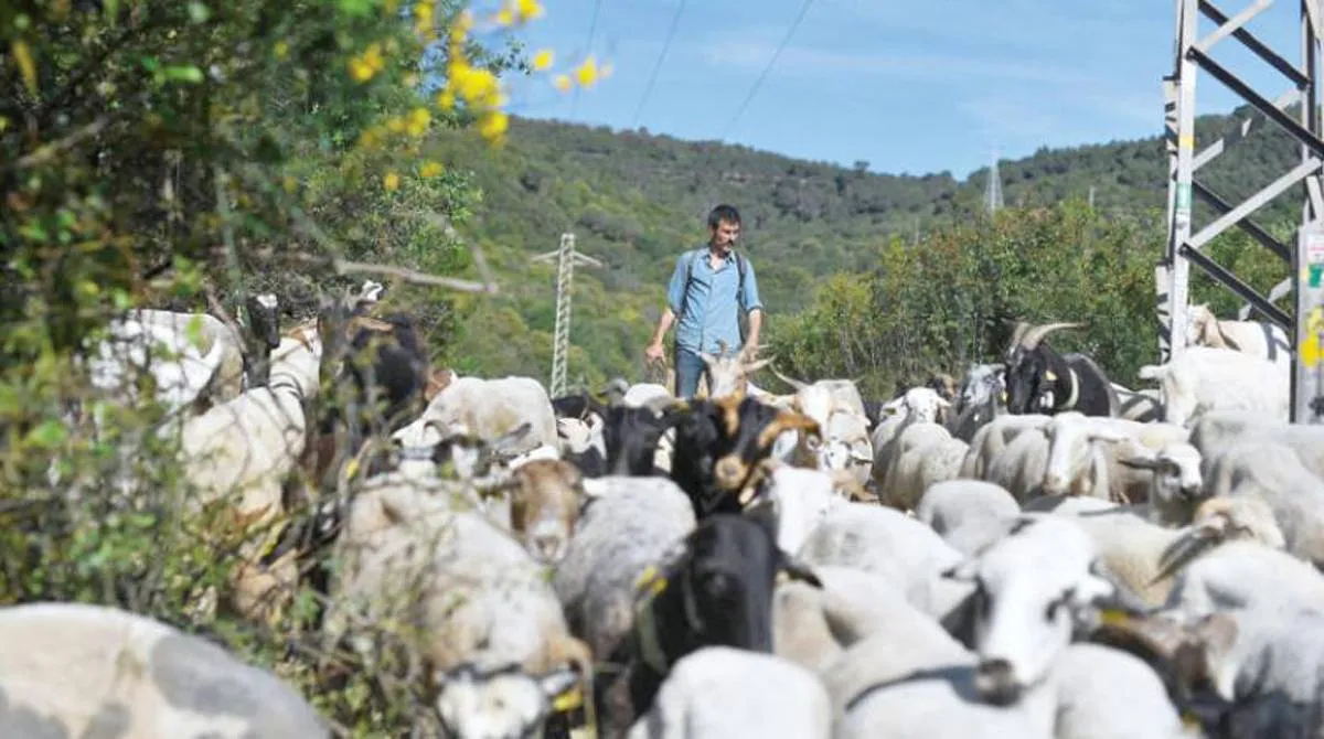 متنزه يعتمد طريقة غريبة للقضاء على الأعشاب الضارة والسامة