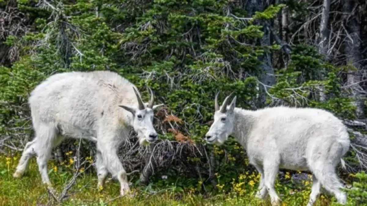 متنزه يعتمد طريقة غريبة للقضاء على الأعشاب الضارة والسامة