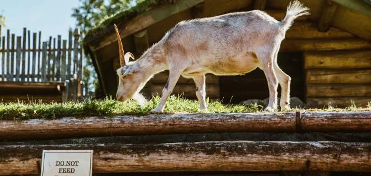 متنزه يعتمد طريقة غريبة للقضاء على الأعشاب الضارة والسامة