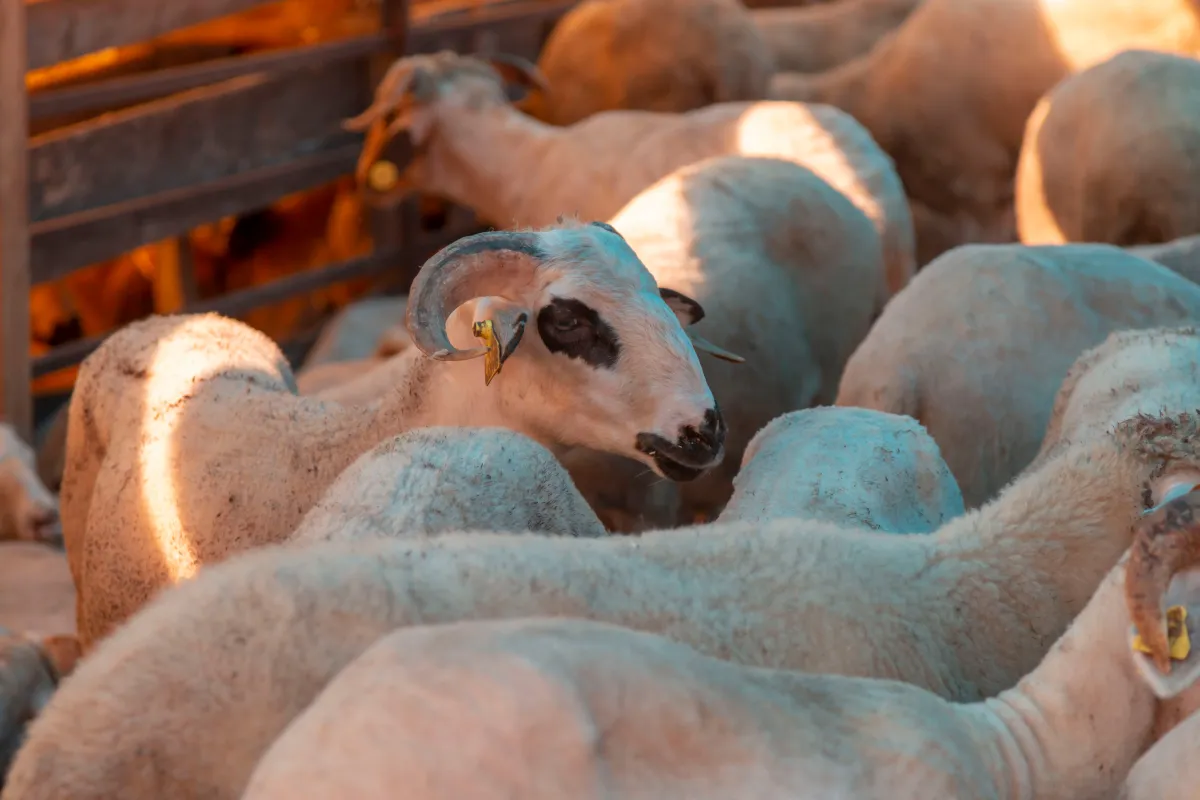 كيفية تقسيم الأضحية 