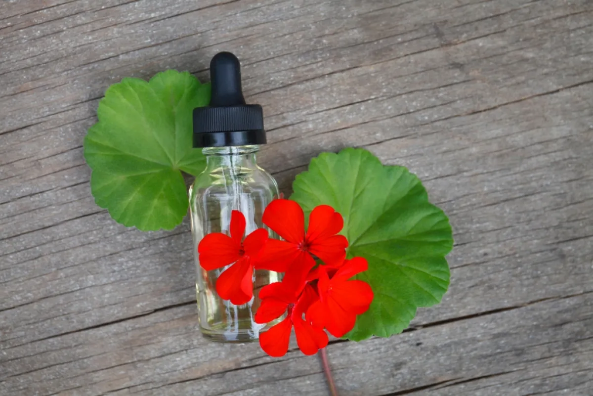 زيت إبرة الراعي طارد للبعوض