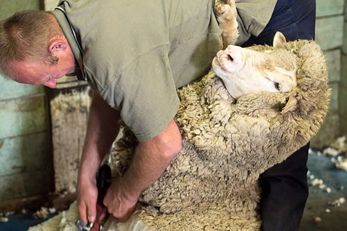 شروط المضحي 