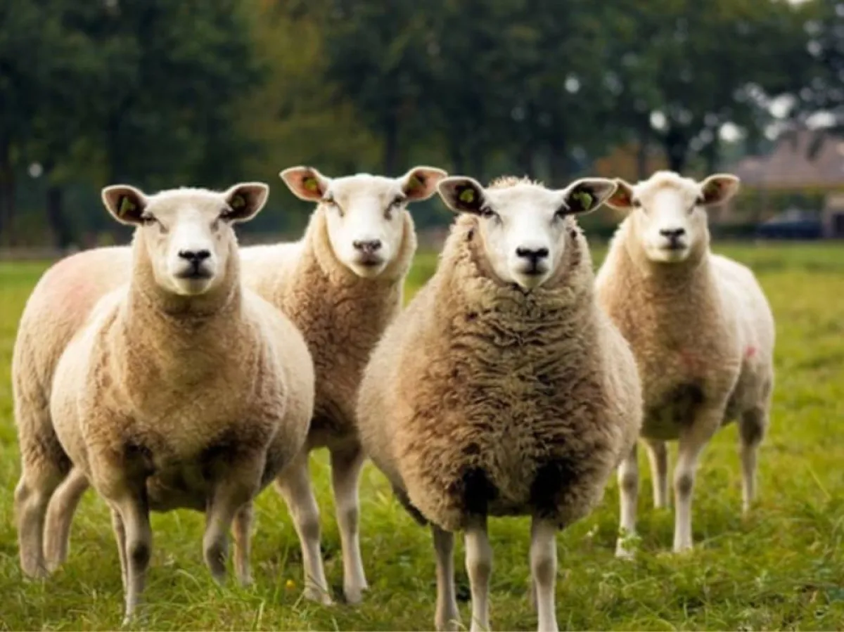 ذبح الأضحية