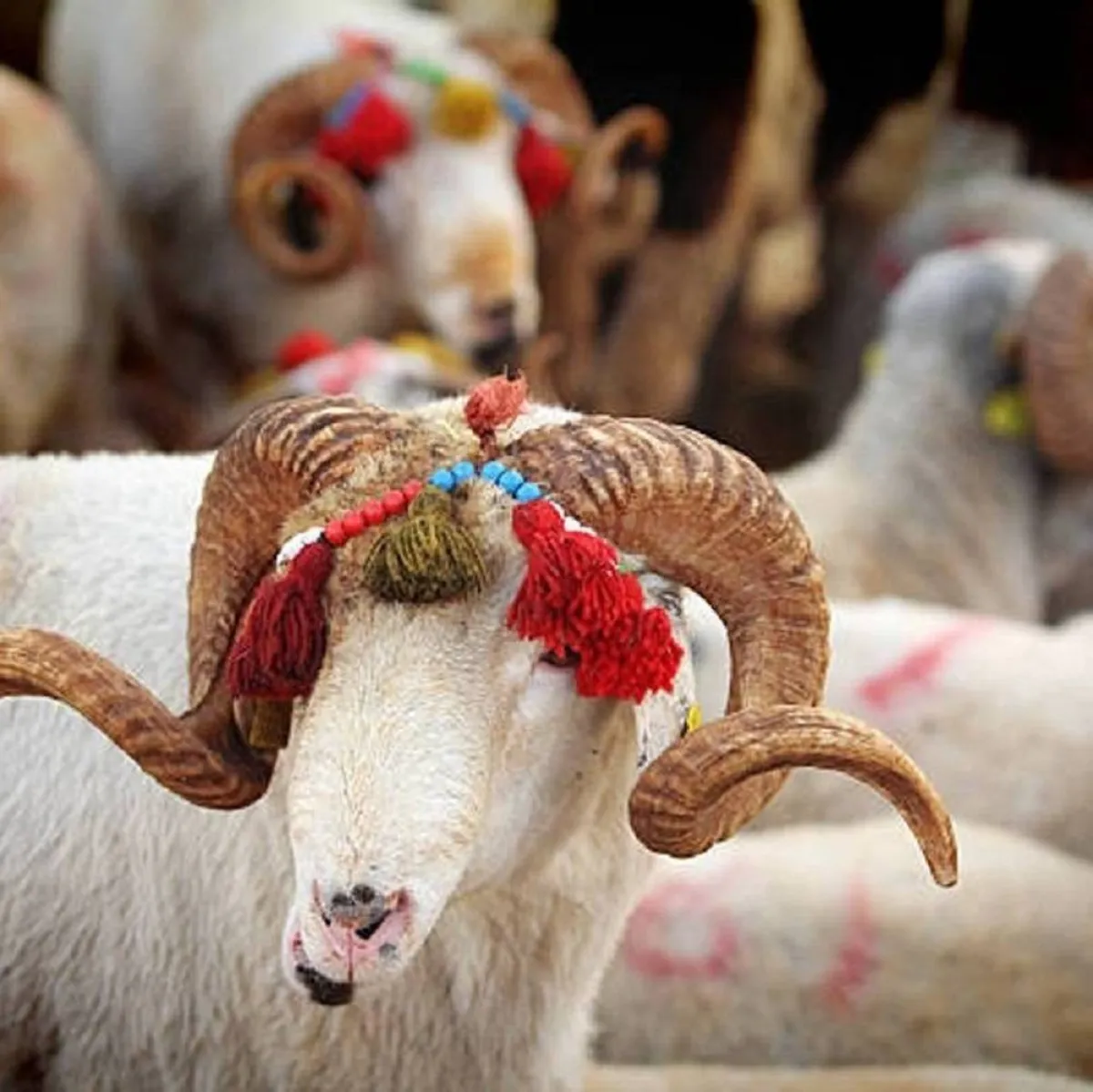 صورة لعدد من الأضاحي