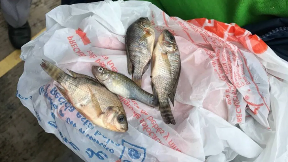 ظاهرة مرعبة.. تساقط الأسماك من السماء يثير ذعر الأمريكان