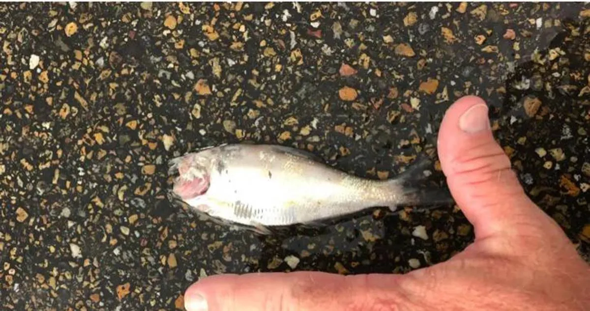 ظاهرة مرعبة.. تساقط الأسماك من السماء يثير ذعر الأمريكان