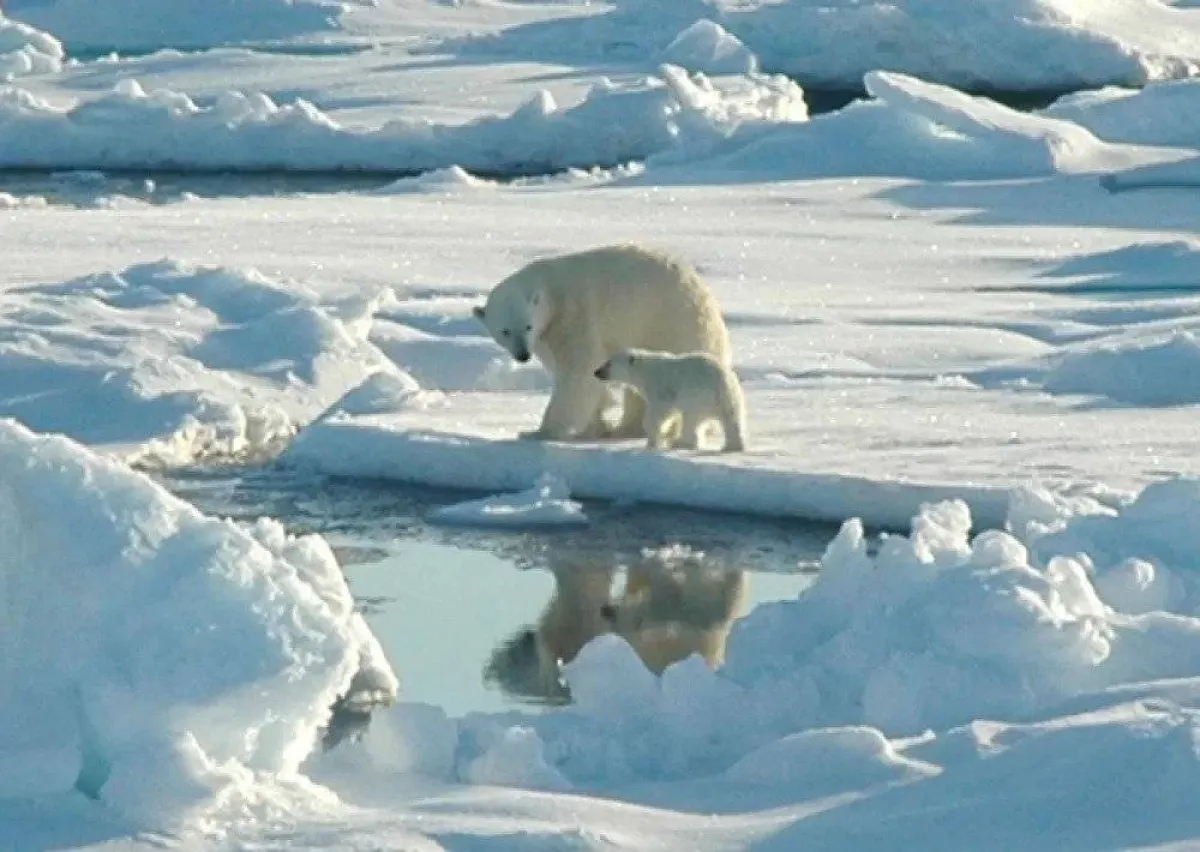 صورة الجليد بالقطب الشمالي