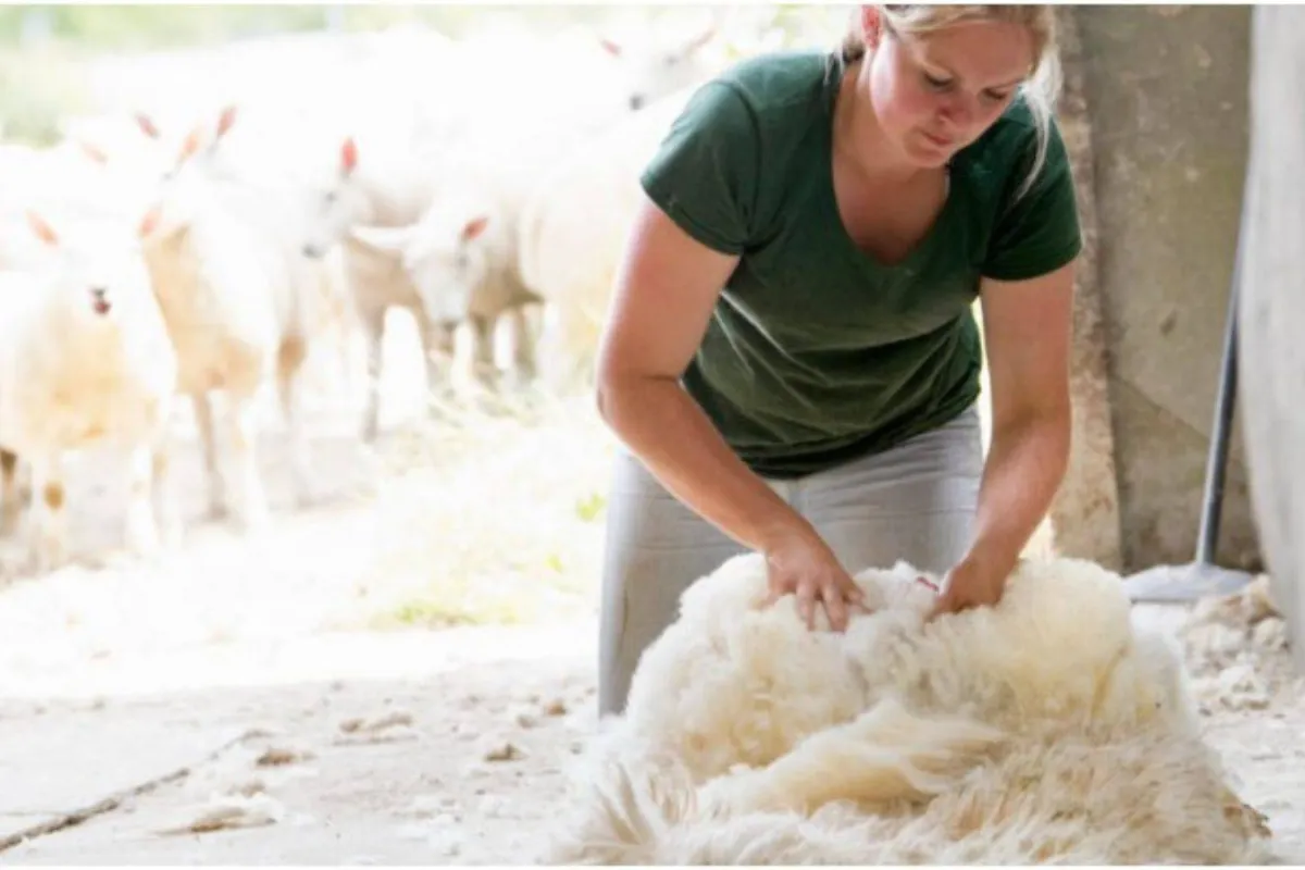 ماذا نفعل بفراء اللأغنام 