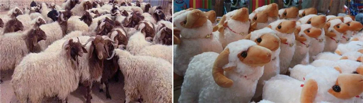 خروف عيد الأضحى