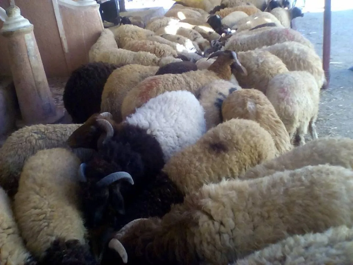 خروف عيد الأضحى