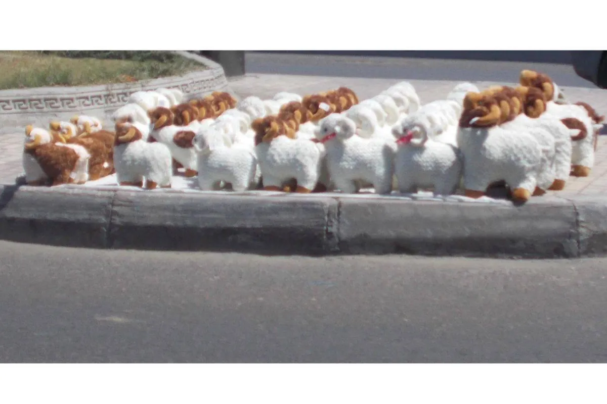 خروف عيد الأضحى