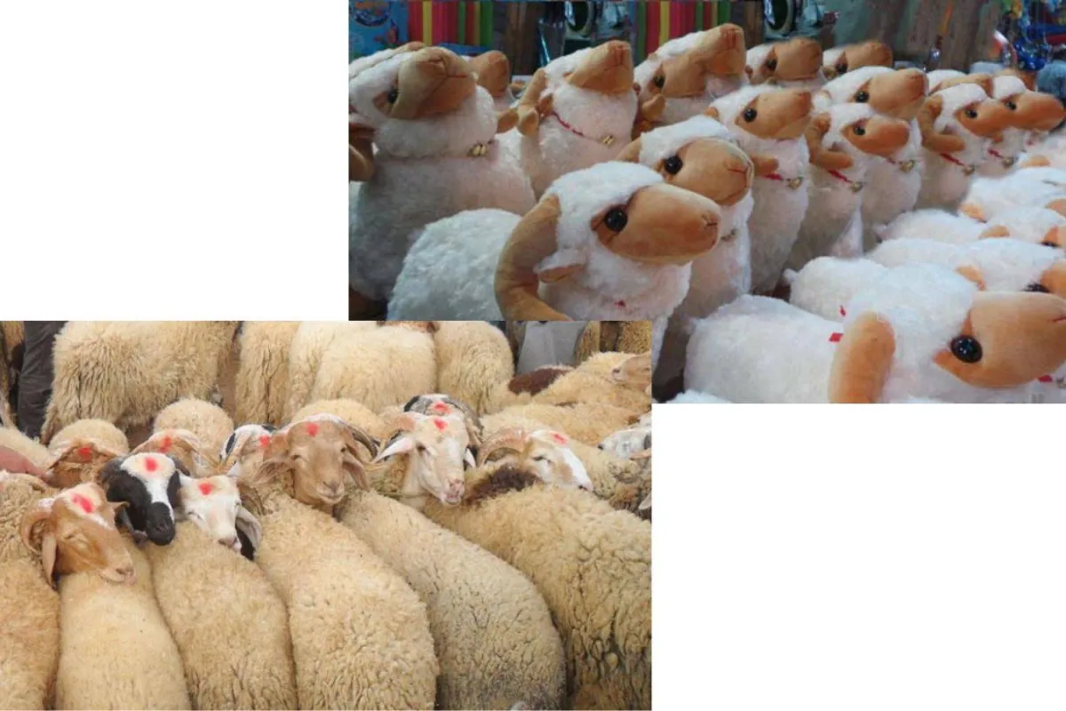 خروف عيد الأضحى
