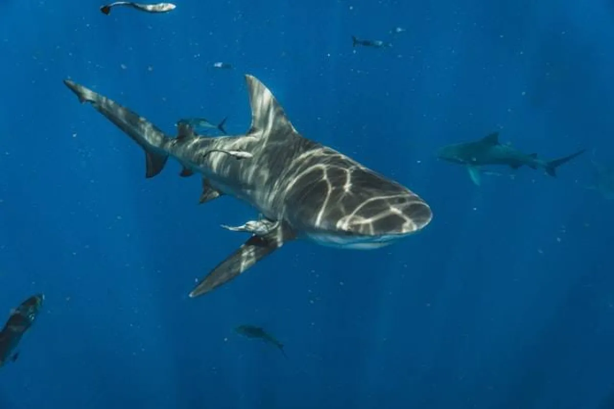 أسماك القرش