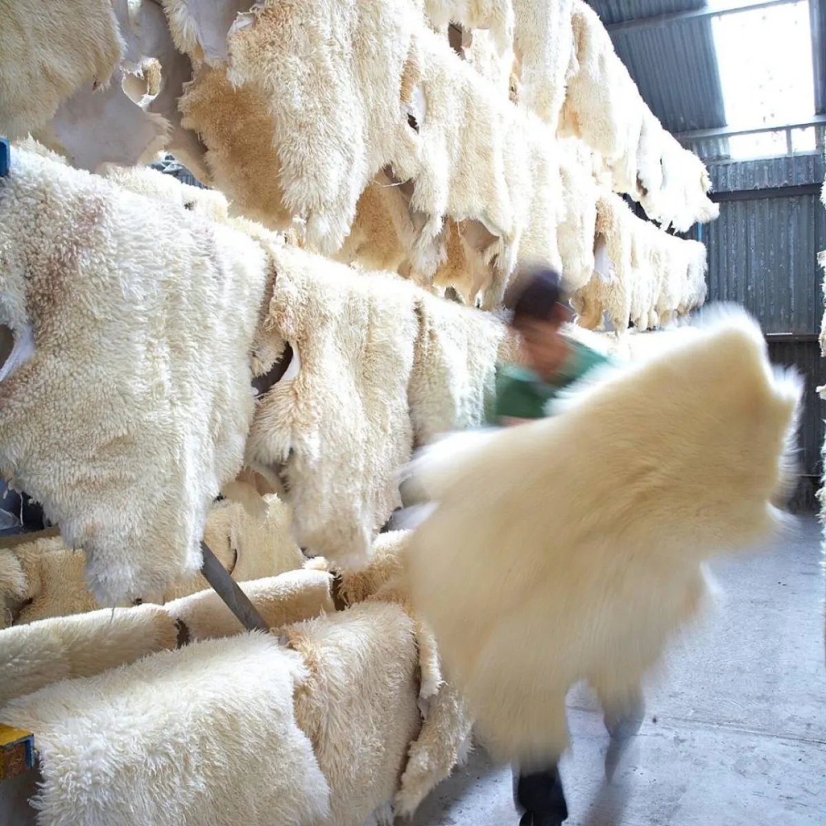 ماذا نفعل بفراء اللأغنام 