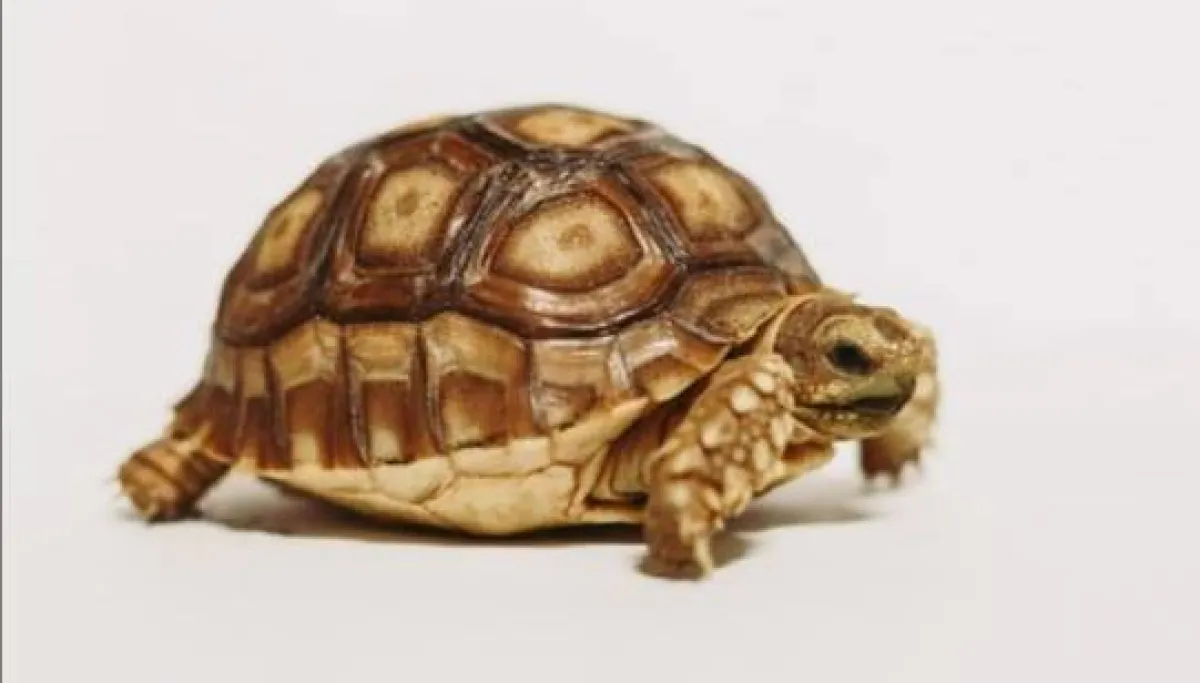 رؤية السلحفاة