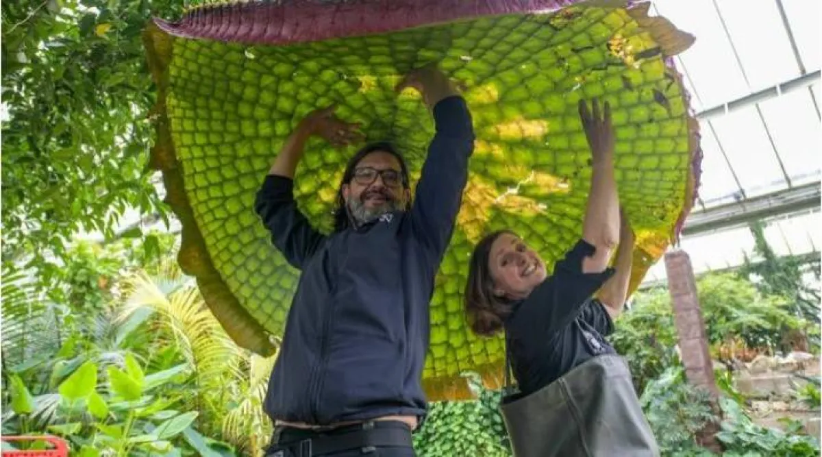 أكبر زنبقة مائية في العالم